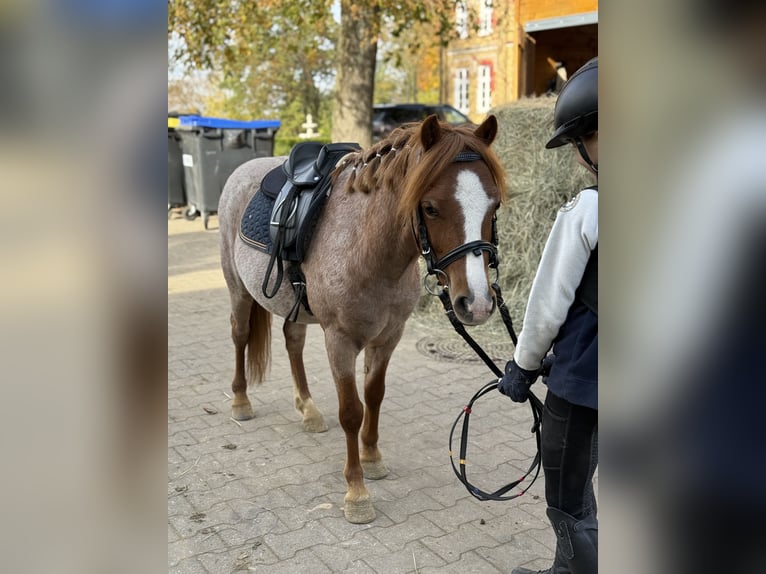 Otras razas Caballo castrado 5 años 120 cm Alazán in Neu Gaarz