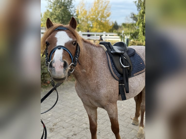 Otras razas Caballo castrado 5 años 120 cm Alazán in Neu Gaarz
