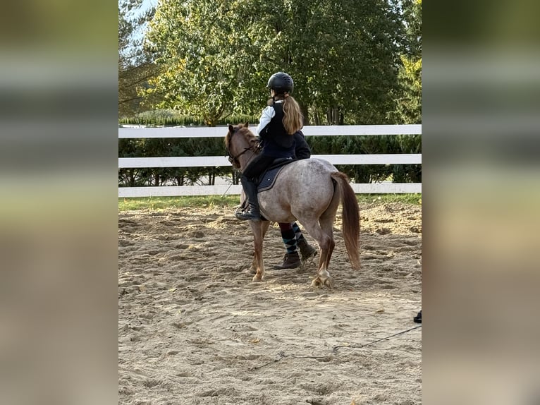 Otras razas Caballo castrado 5 años 120 cm Alazán in Neu Gaarz