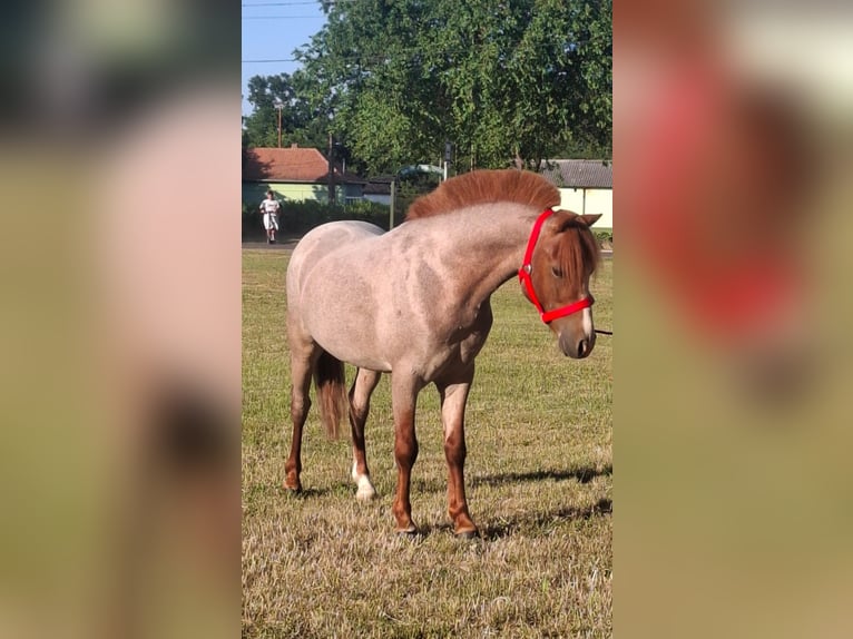 Otras razas Caballo castrado 5 años 120 cm Alazán in Neu Gaarz