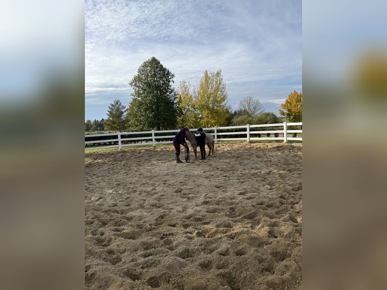 Otras razas Caballo castrado 5 años 120 cm Alazán in Neu Gaarz