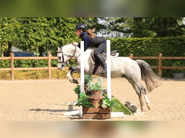 Otras razas Caballo castrado 5 años 125 cm Tordo in Oost West en Middelbeers