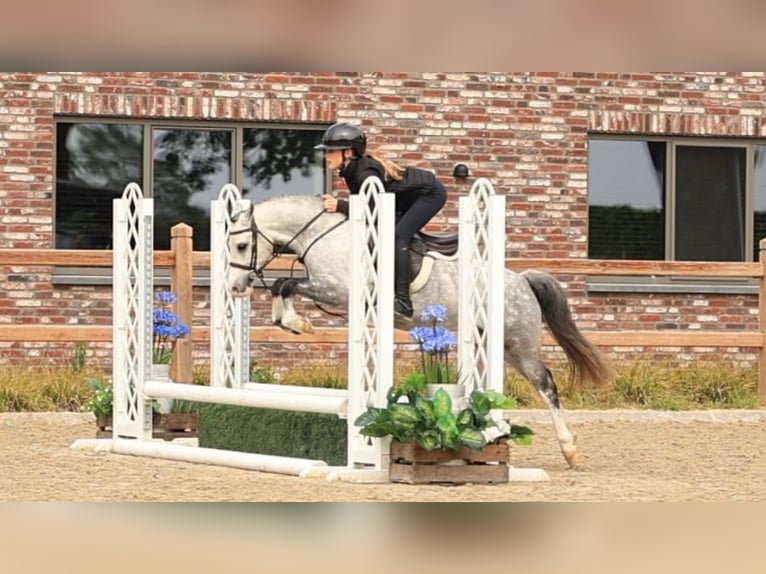 Otras razas Caballo castrado 5 años 125 cm Tordo in Oost West en Middelbeers