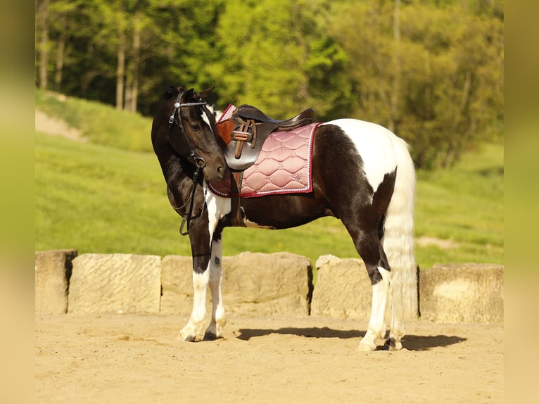 Otras razas Caballo castrado 5 años 132 cm Pío in Millersburg