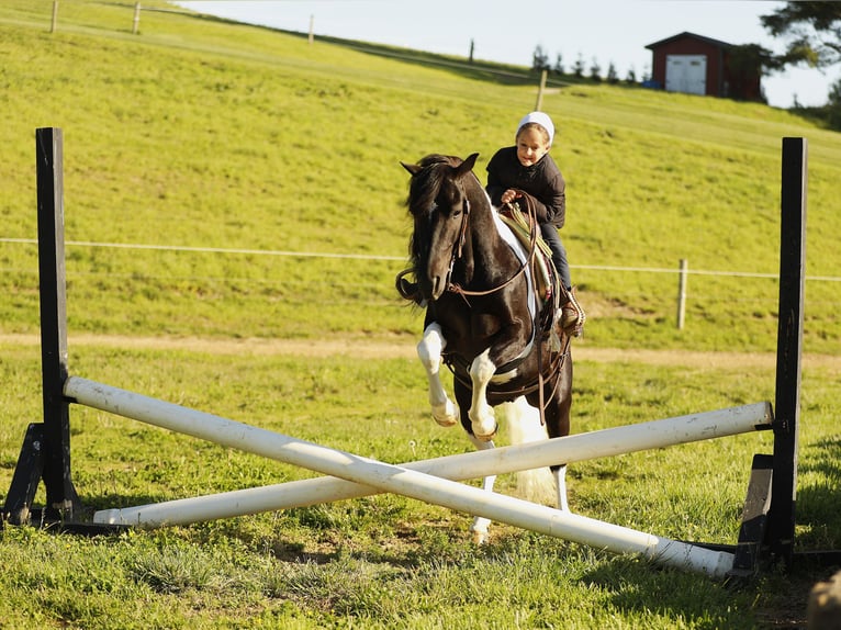Otras razas Caballo castrado 5 años 132 cm Pío in Millersburg