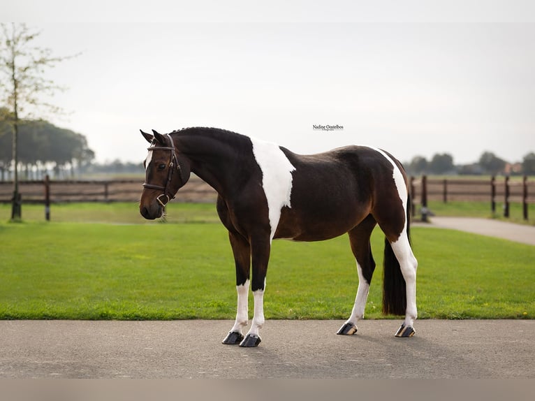Otras razas Caballo castrado 5 años 136 cm  in Oost West en Middelbeers