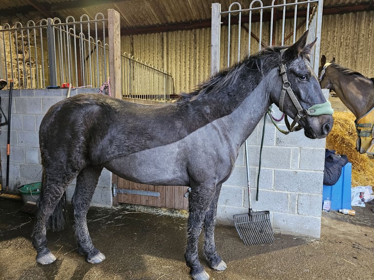 Otras razas Mestizo Caballo castrado 5 años 137 cm Musgo marrón in Morpeth
