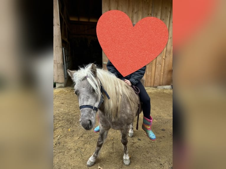 Otras razas Caballo castrado 5 años 140 cm Alazán in Frättingsdorf