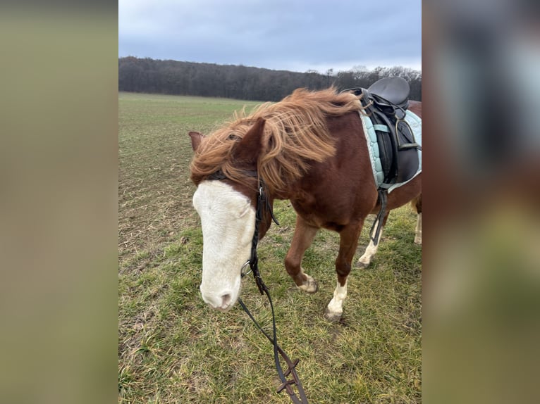 Otras razas Caballo castrado 5 años 140 cm Alazán in Frättingsdorf