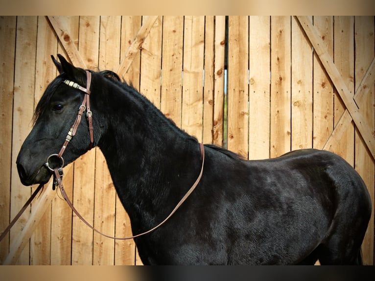 Otras razas Caballo castrado 5 años 142 cm Negro in Fort Collins