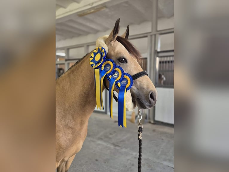 Otras razas Caballo castrado 5 años 144 cm Buckskin/Bayo in Tingsryd