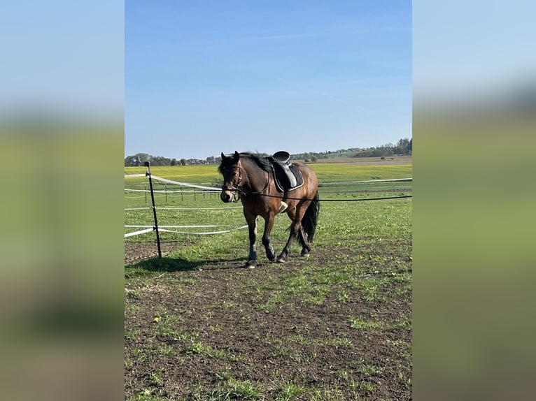 Otras razas Mestizo Caballo castrado 5 años 146 cm Castaño in Wolsdorf