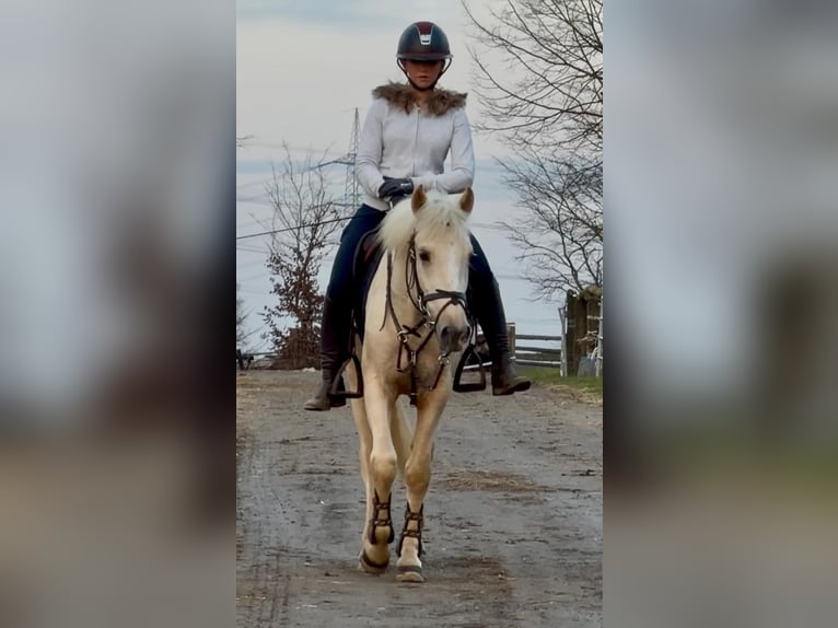 Otras razas Caballo castrado 5 años 146 cm Cremello in Grevenbroich