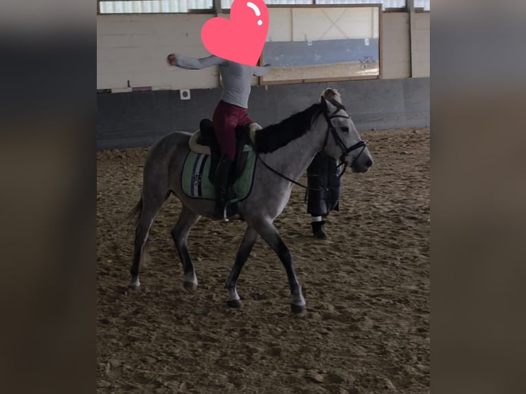 Otras razas Caballo castrado 5 años 146 cm Tordo in Essen