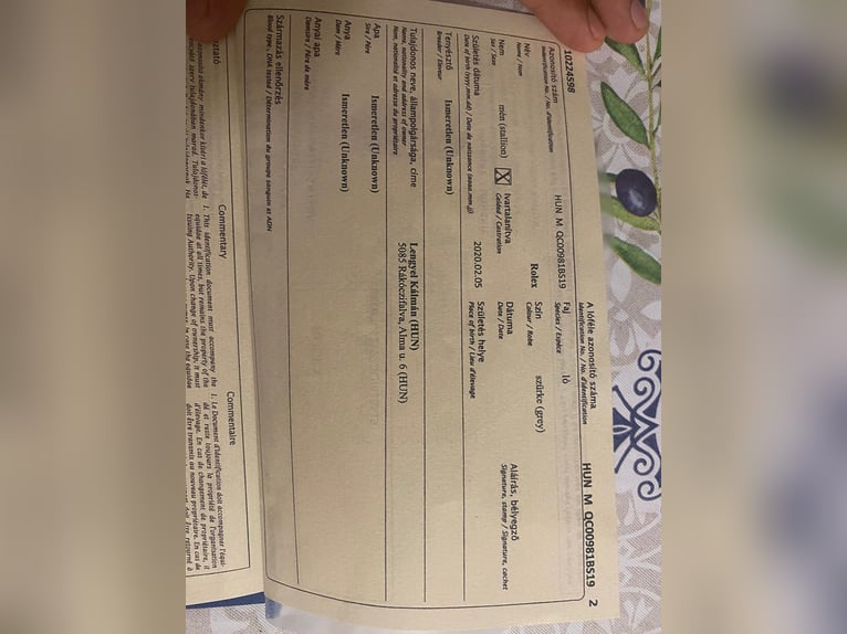 Otras razas Caballo castrado 5 años 148 cm Tordo in Austria