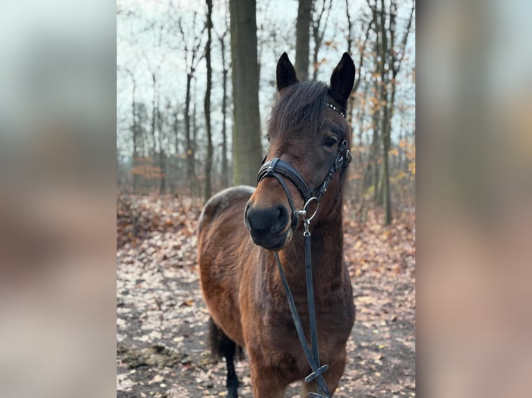 Otras razas Caballo castrado 5 años 150 cm Castaño in de Wijk