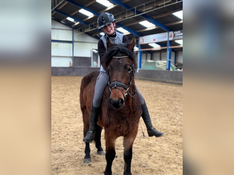 Otras razas Caballo castrado 5 años 150 cm Castaño in de Wijk