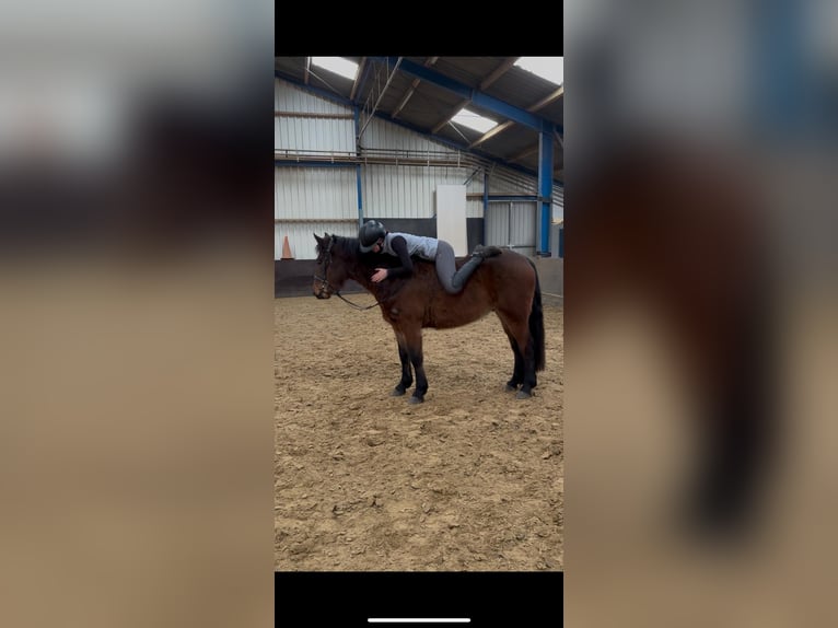 Otras razas Caballo castrado 5 años 150 cm Castaño in de Wijk