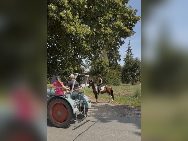 Otras razas Caballo castrado 5 años 150 cm Pío in AchstettenAchstetten