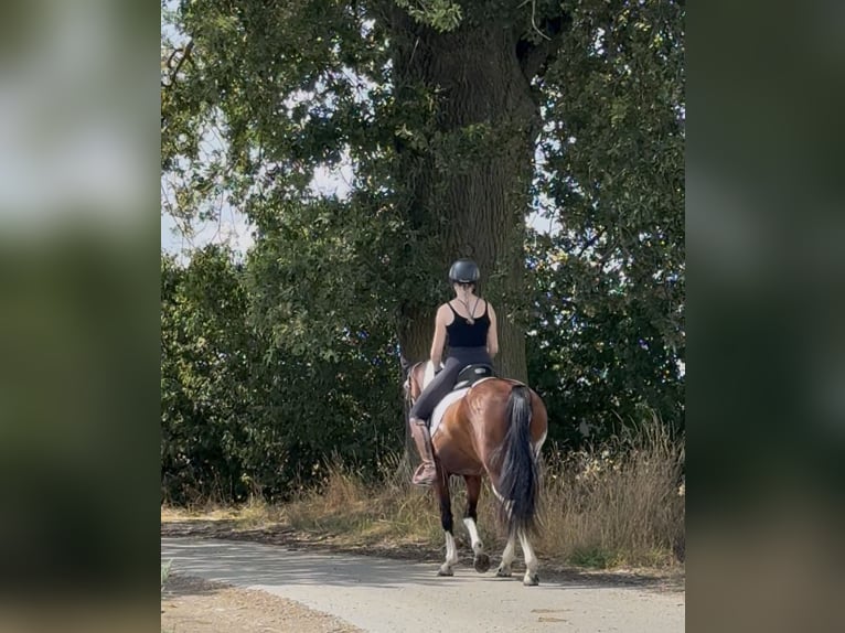 Otras razas Caballo castrado 5 años 150 cm Pío in AchstettenAchstetten