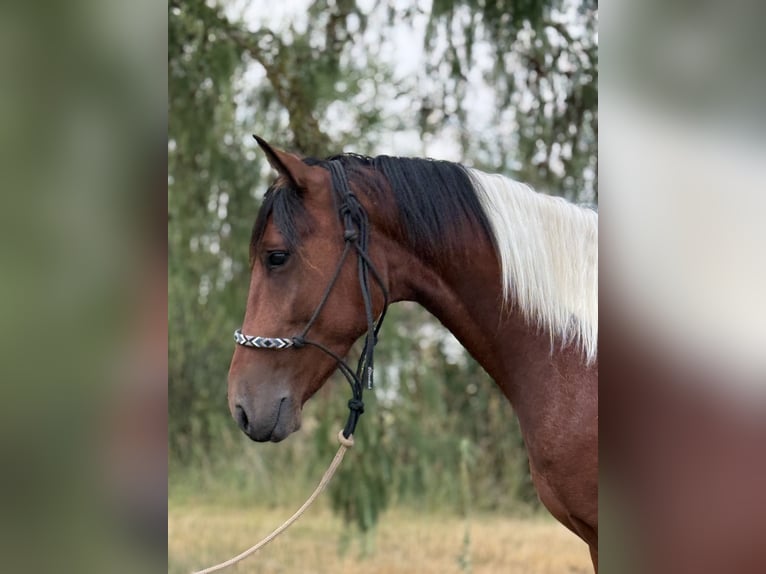 Otras razas Caballo castrado 5 años 150 cm Pío in AchstettenAchstetten