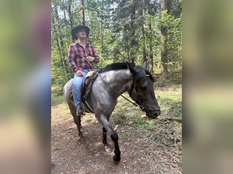 Otras razas Mestizo Caballo castrado 5 años 150 cm Ruano azulado in Pysznica