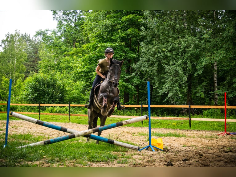 Otras razas Mestizo Caballo castrado 5 años 150 cm Ruano azulado in Pysznica