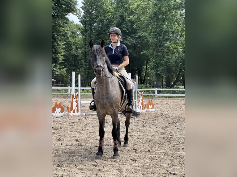 Otras razas Mestizo Caballo castrado 5 años 150 cm Ruano azulado in Pysznica