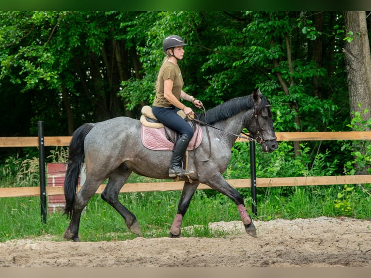 Otras razas Mestizo Caballo castrado 5 años 150 cm Ruano azulado in Pysznica