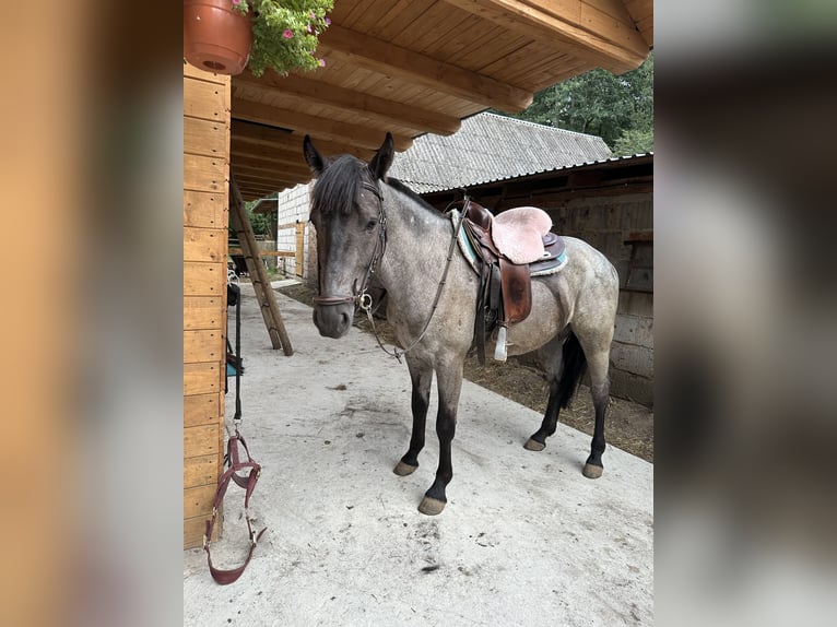 Otras razas Mestizo Caballo castrado 5 años 150 cm Ruano azulado in Pysznica