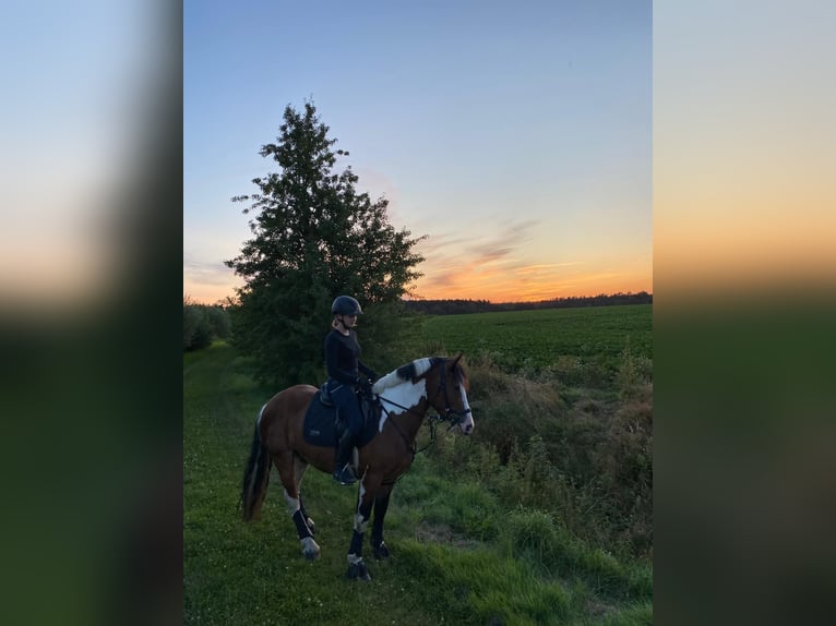 Otras razas Caballo castrado 5 años 153 cm Pío in Berlin