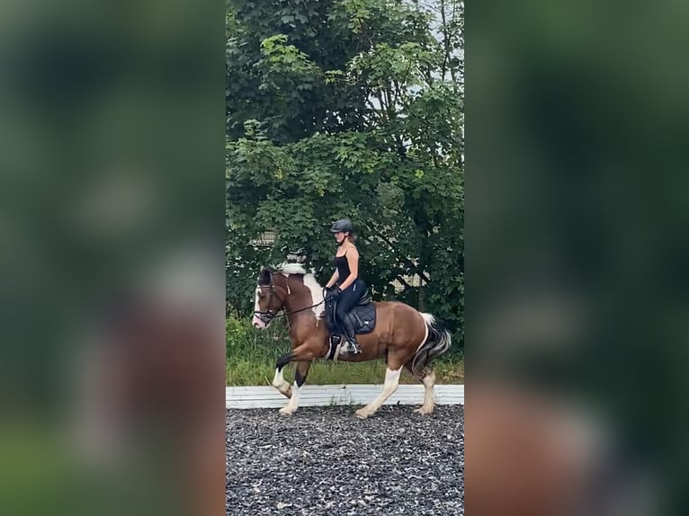 Otras razas Caballo castrado 5 años 153 cm Pío in Berlin