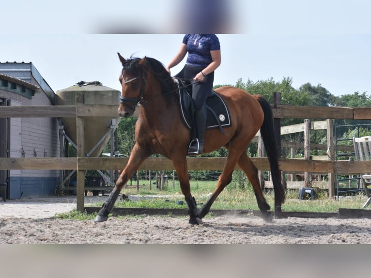 Otras razas Caballo castrado 5 años 155 cm Castaño in Achtmaal