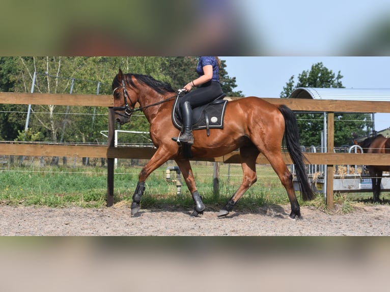 Otras razas Caballo castrado 5 años 155 cm Castaño in Achtmaal