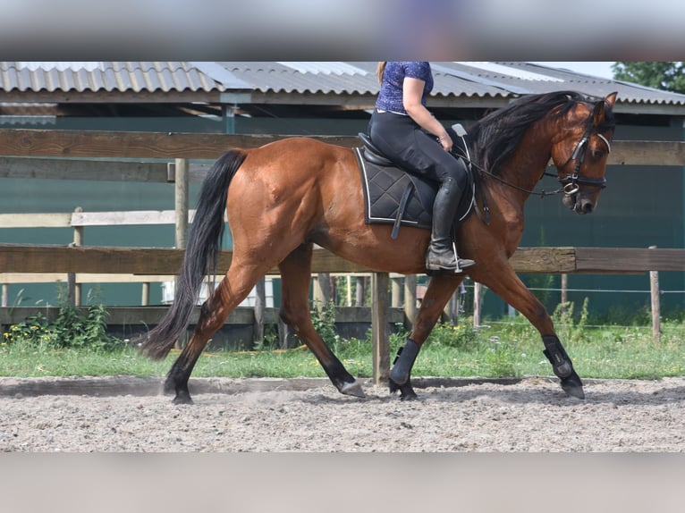 Otras razas Caballo castrado 5 años 155 cm Castaño in Achtmaal