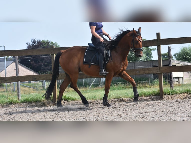 Otras razas Caballo castrado 5 años 155 cm Castaño in Achtmaal