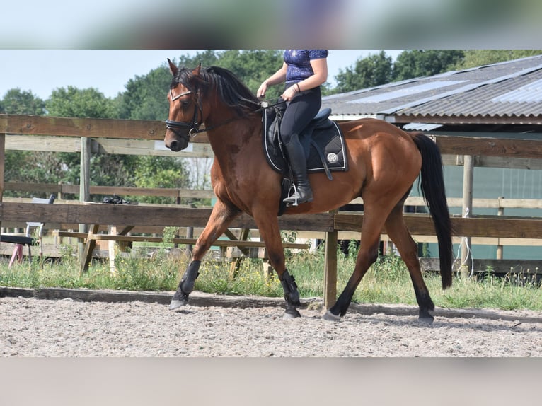 Otras razas Caballo castrado 5 años 155 cm Castaño in Achtmaal