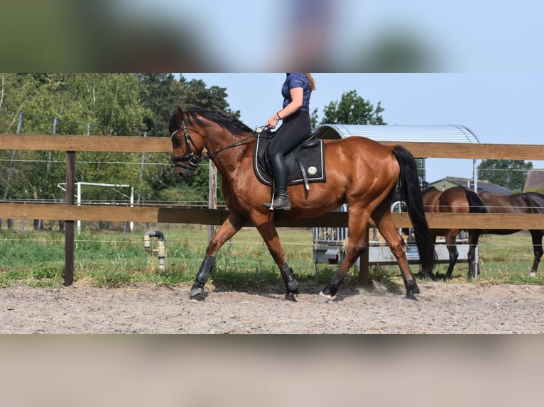 Otras razas Caballo castrado 5 años 155 cm Castaño in Achtmaal