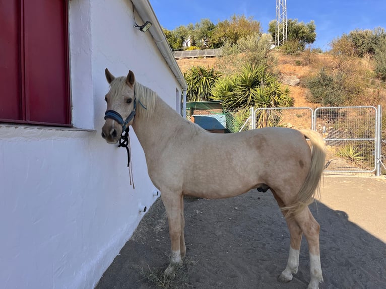 Otras razas Mestizo Caballo castrado 5 años 155 cm Palomino in Malaga