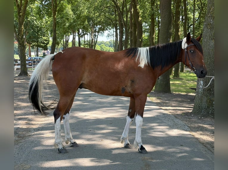 Otras razas Caballo castrado 5 años 155 cm Pío in Lathen