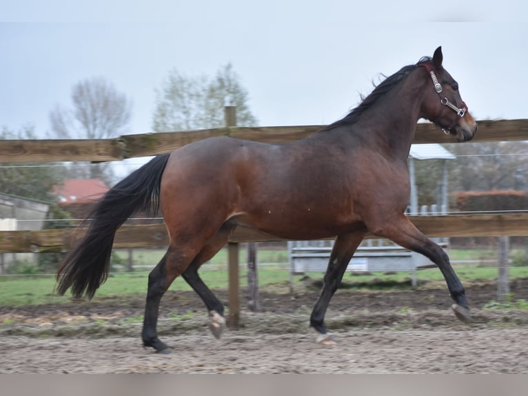 Otras razas Caballo castrado 5 años 156 cm Castaño in Achtmaal