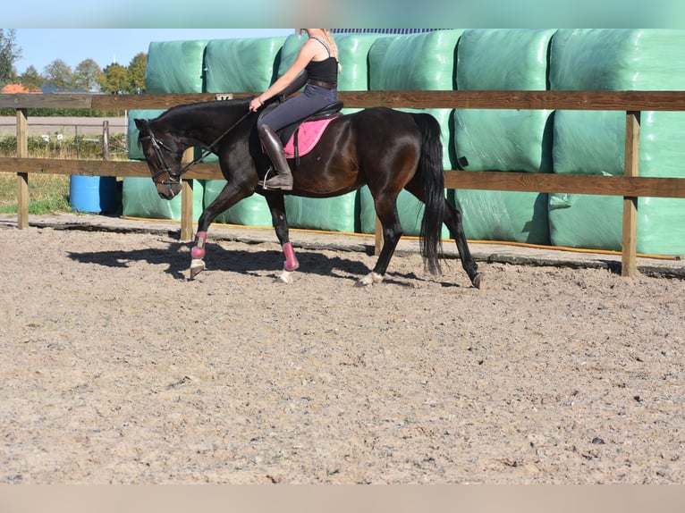 Otras razas Caballo castrado 5 años 156 cm Castaño oscuro in Achtmaal