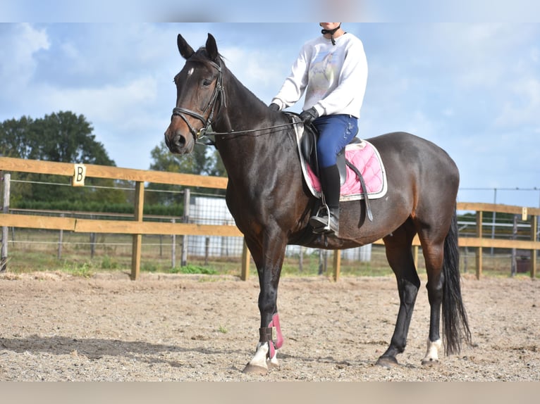 Otras razas Caballo castrado 5 años 156 cm Castaño oscuro in Achtmaal