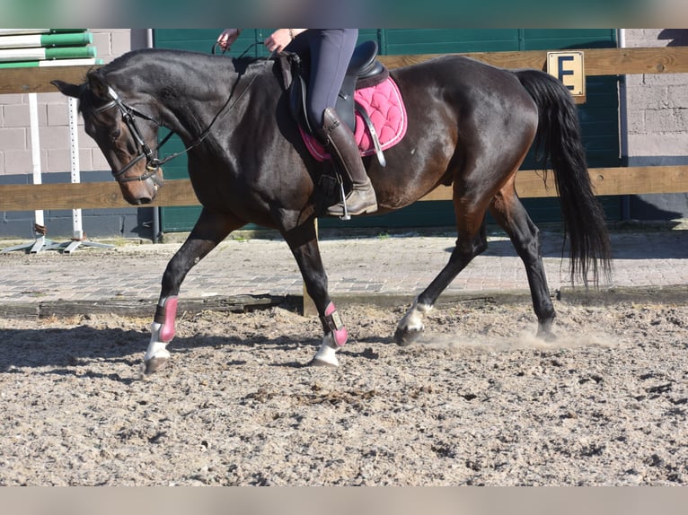 Otras razas Caballo castrado 5 años 156 cm Castaño oscuro in Achtmaal