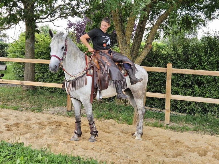 Otras razas Caballo castrado 5 años 156 cm Tordo in Linkenbach