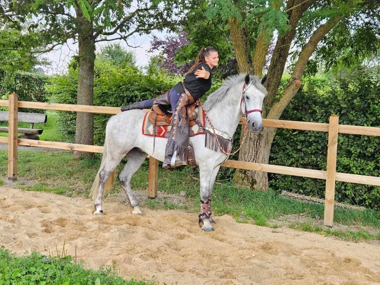 Otras razas Caballo castrado 5 años 156 cm Tordo in Linkenbach