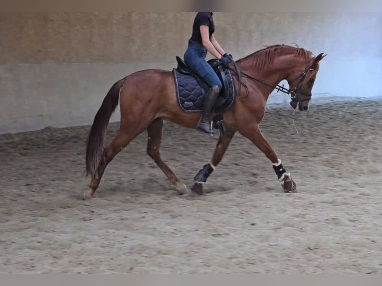 Otras razas Caballo castrado 5 años 157 cm Alazán in Schwäbisch Gmünd