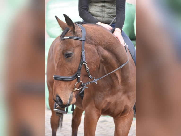 Otras razas Caballo castrado 5 años 158 cm Castaño in Achtmaal