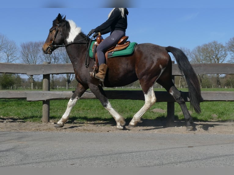 Otras razas Caballo castrado 5 años 158 cm Pío in Lathen