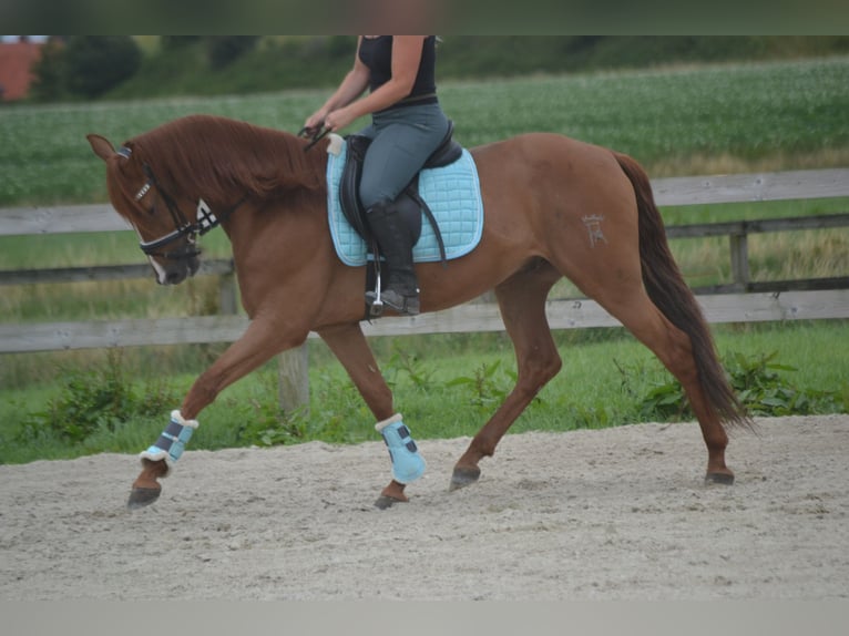 Otras razas Caballo castrado 5 años 162 cm Alazán in Breda